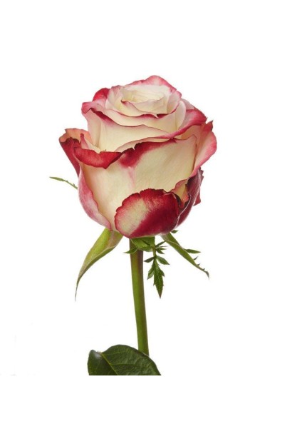 Роза чайно-гибридная Свитнес - бокаловый бутон